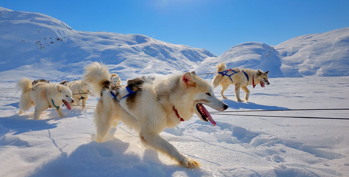 lorem ipsum dolor sit